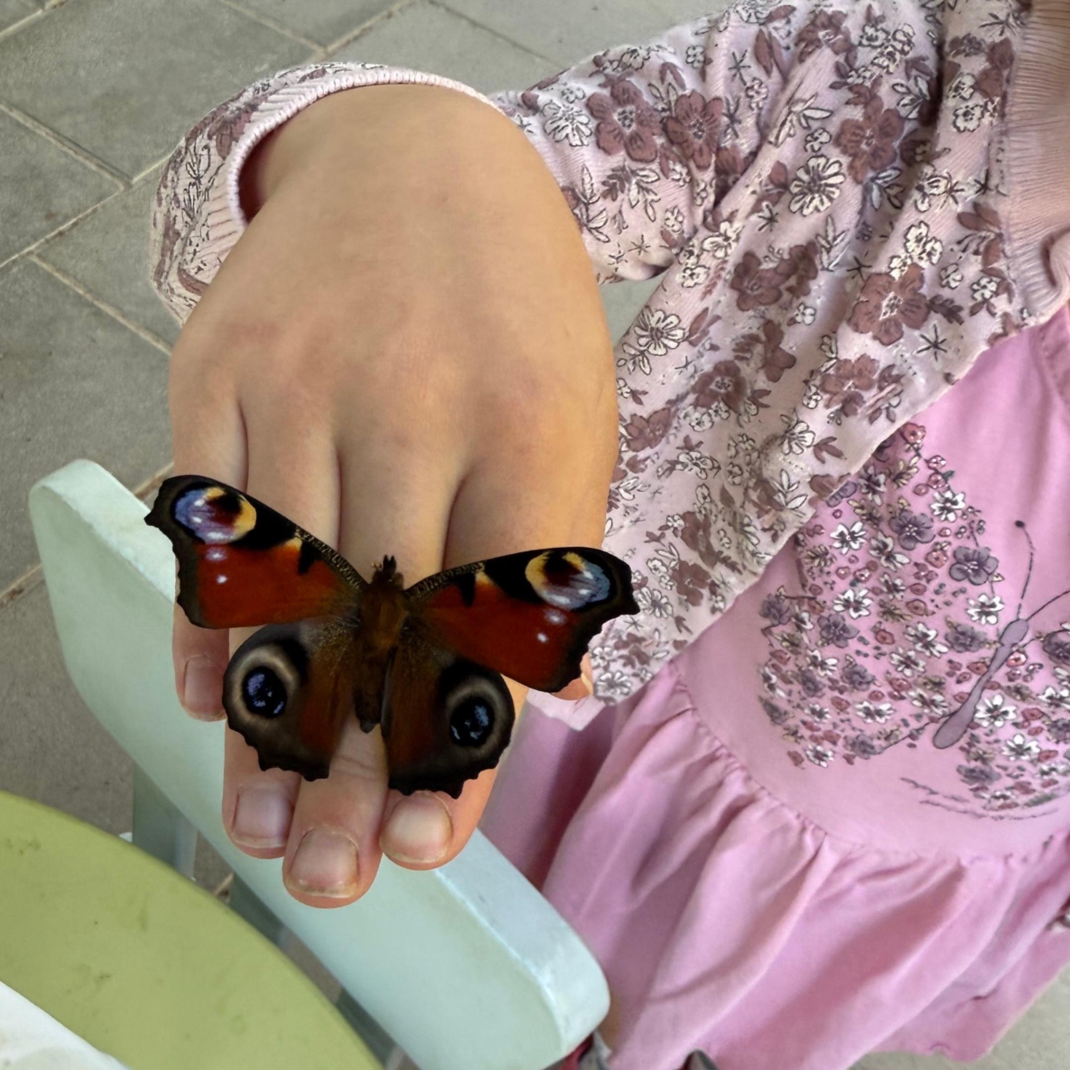 Schmetterling