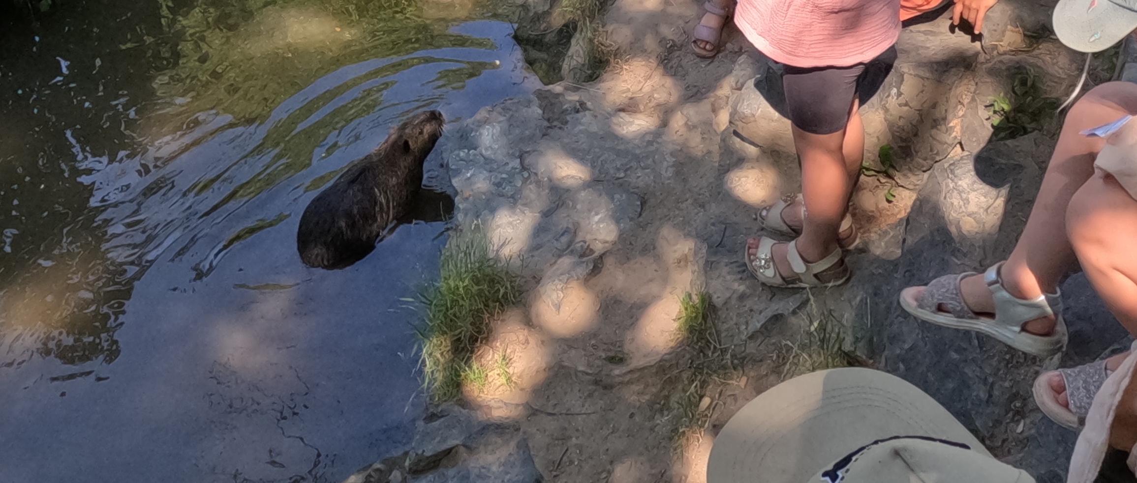 Nutria im Bach