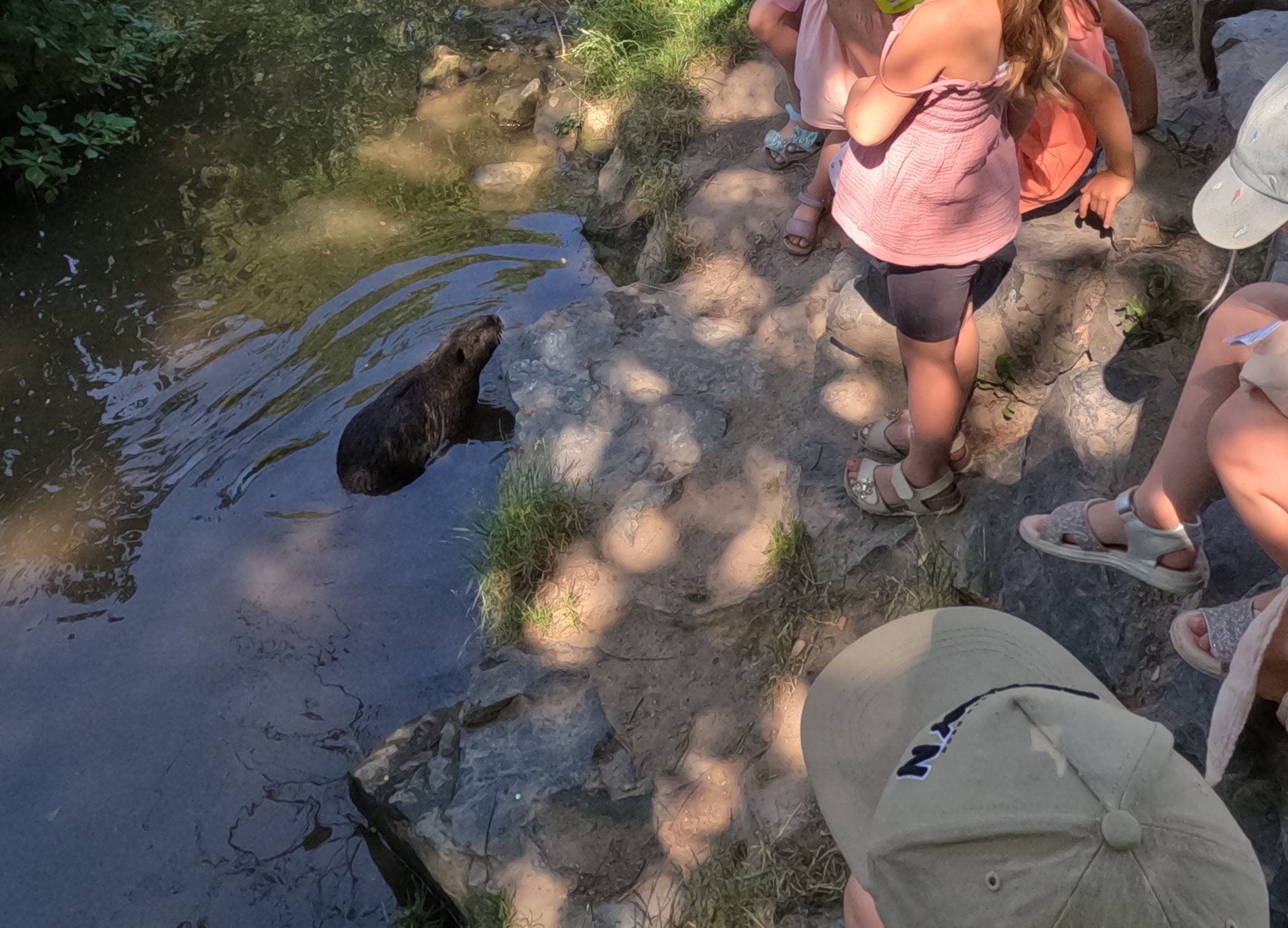 Nutria im Bach