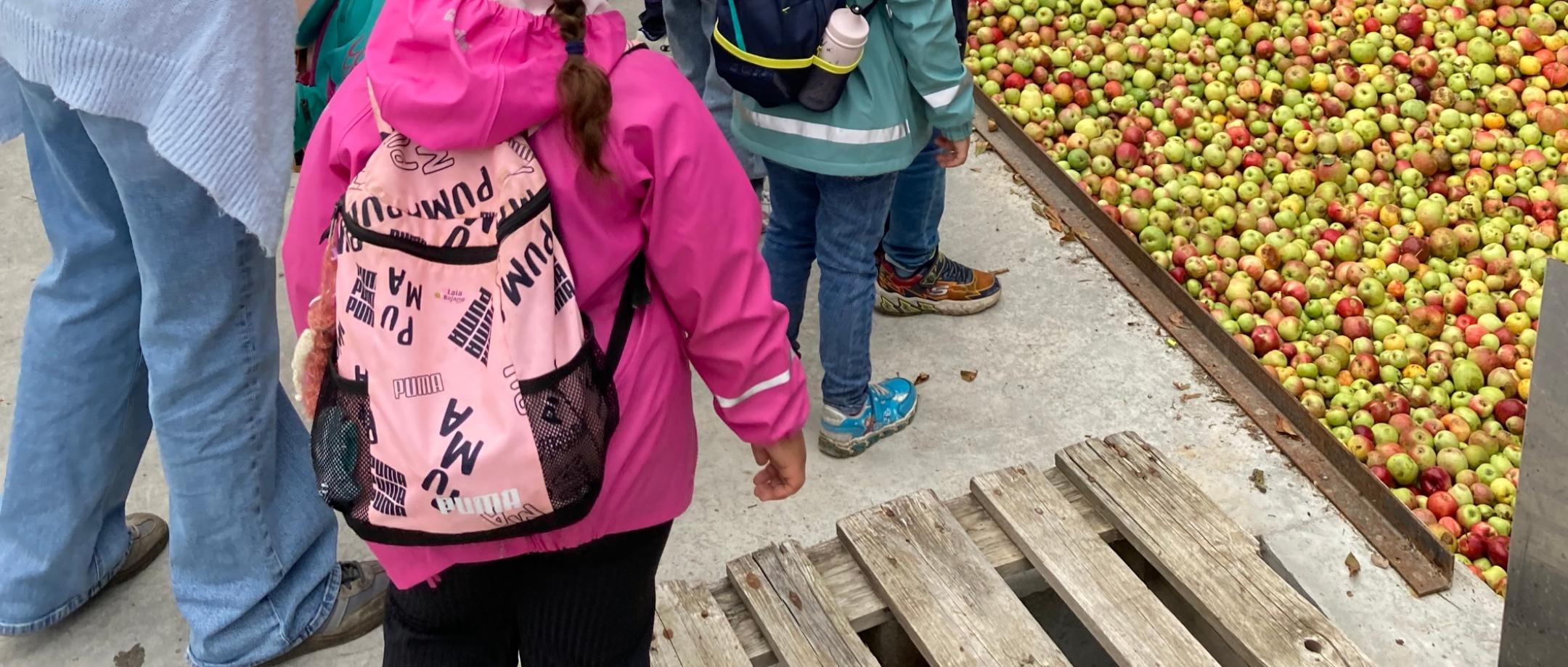 Kinder und Erzieher schauen in einen großen Sammelbehälter voller Äpfel