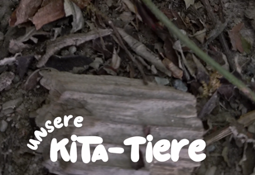 Kita-Tiere
